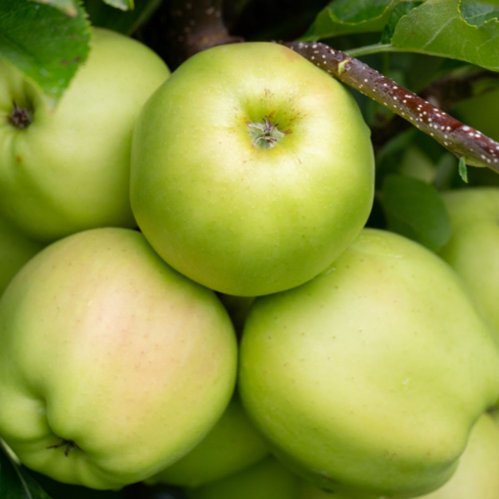 Frank P Matthews 'Golden Delicious' Apple Tree - 12 Ltr Pot