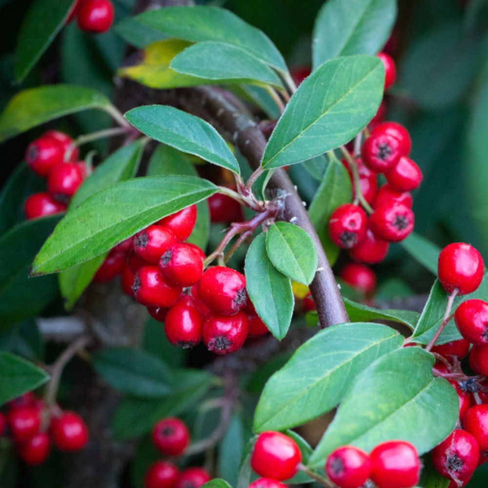 Frank P Matthews 12 Litre 'Hybridus Pendulus' Cotoneaster Tree