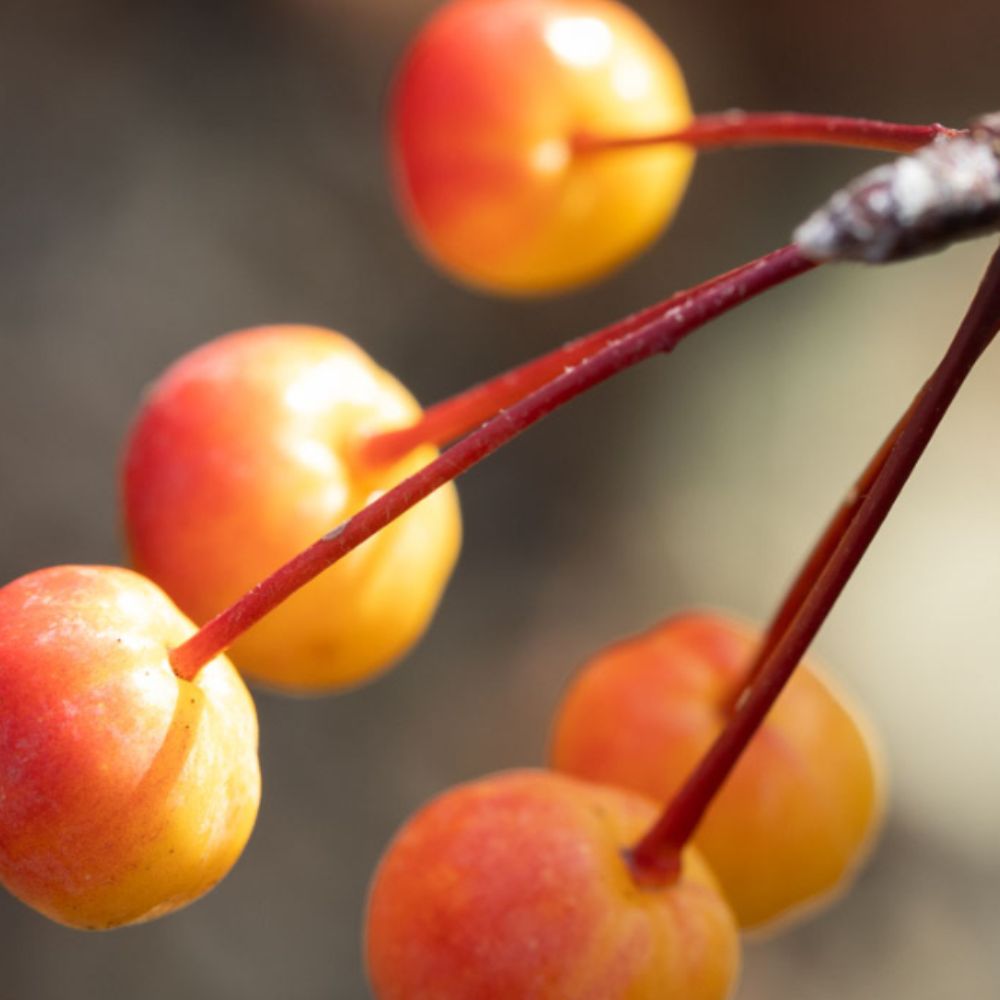 Frank P Matthews Malus 'Madonna' Crab Apple Tree - 12 Ltr Pot