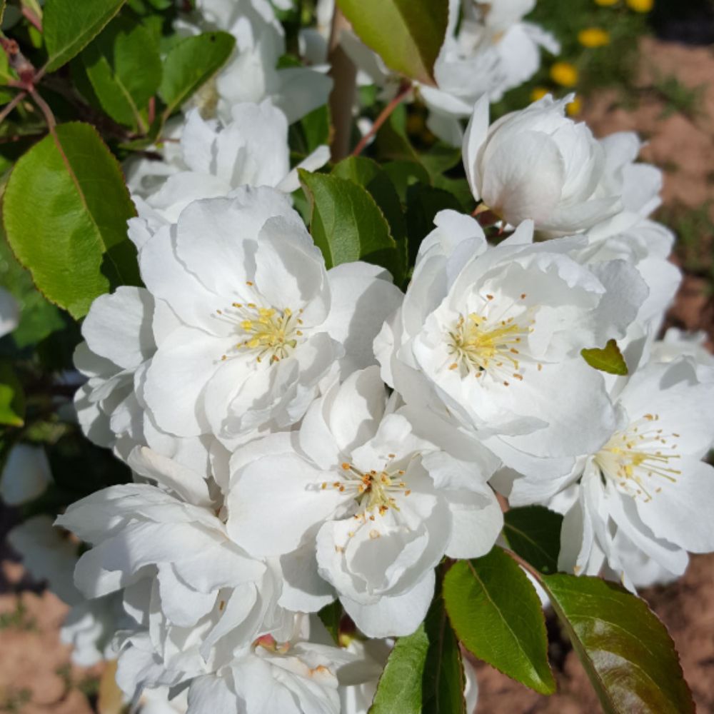 Frank P Matthews Malus 'Madonna' Crab Apple Tree - 12 Ltr Pot