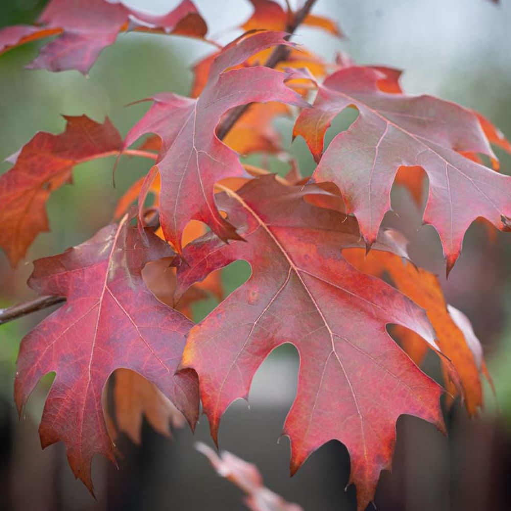 Frank P Matthews 12 Litre 'Quercus Rubra' Red Oak Tree