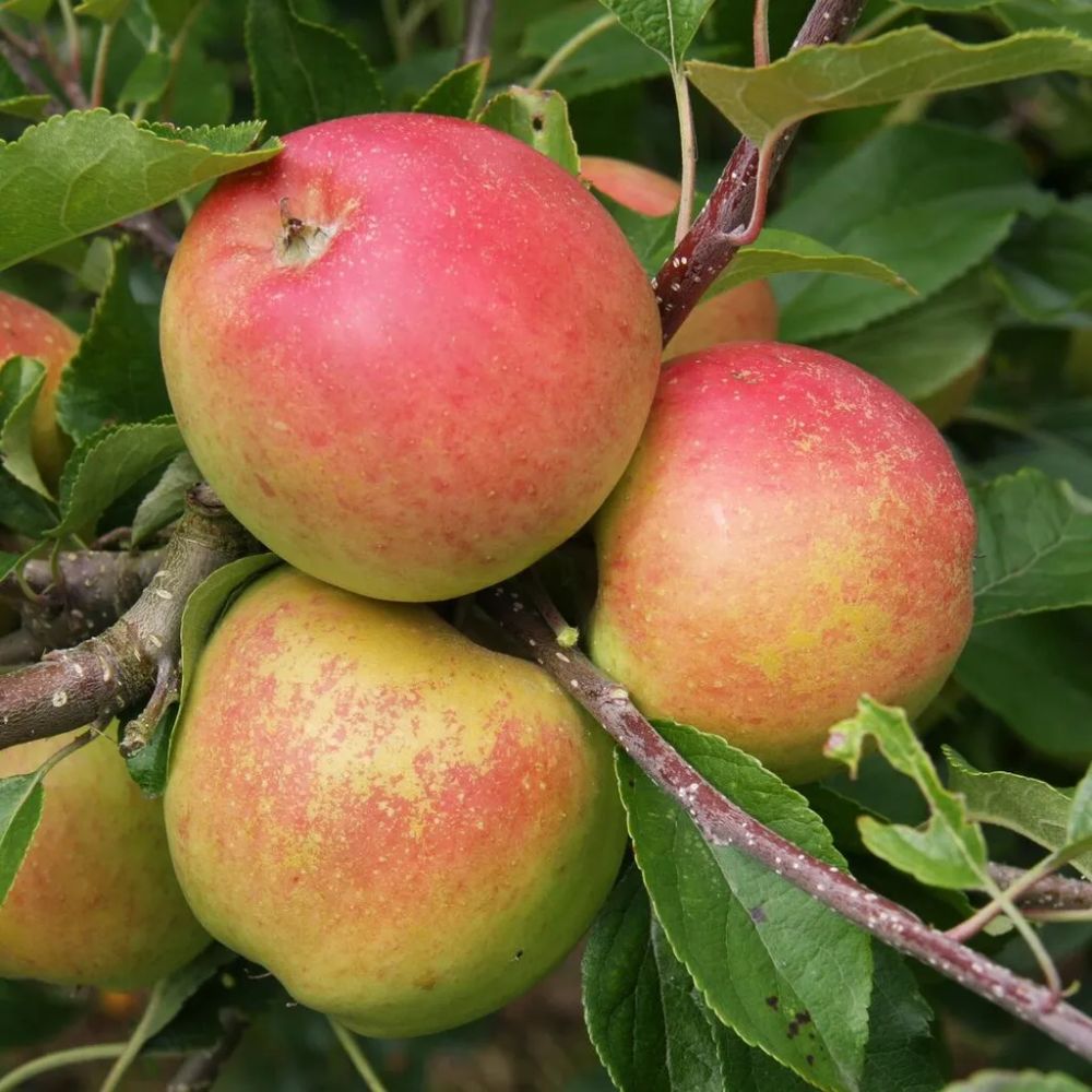 Frank P Matthews Apple 'Christmas Pippin' Fruit Tree - 12Ltr Pot
