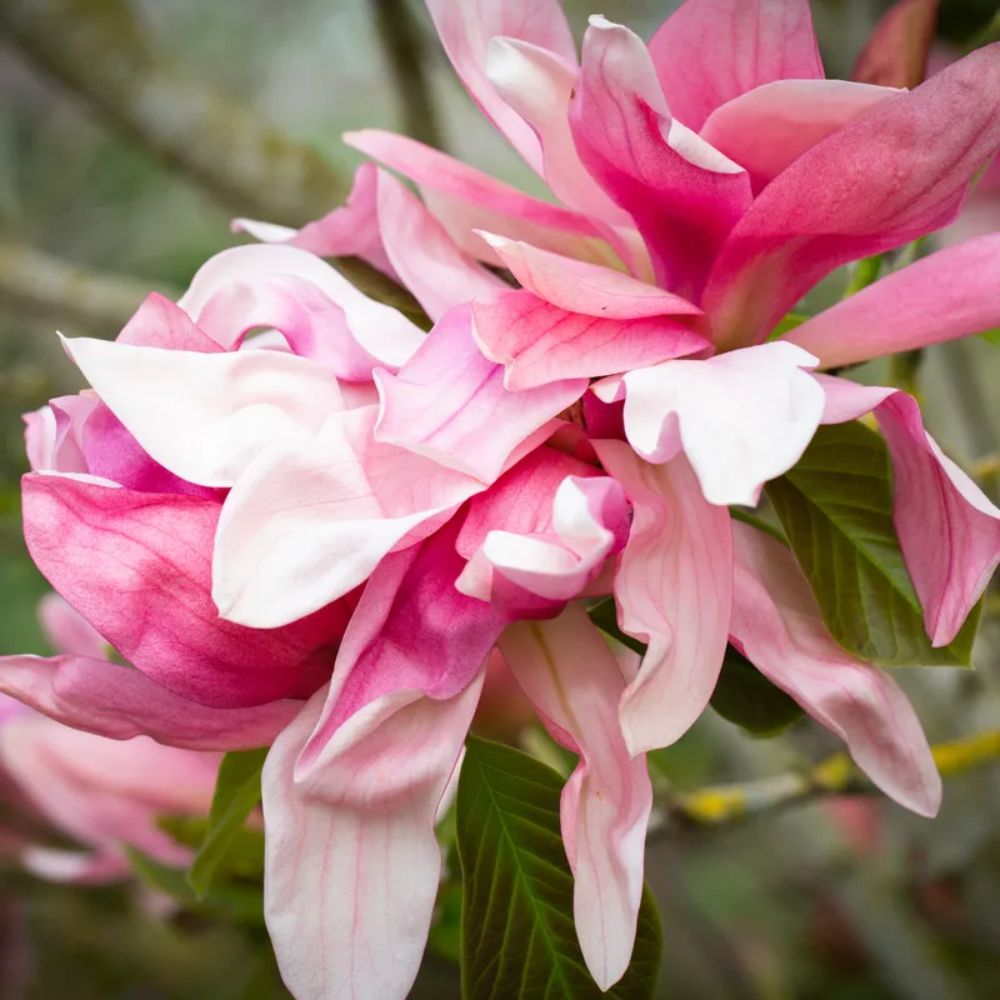 Frank P Matthews Magnolia ‘Daybreak’ Ornamental Tree - 12Ltr Pot