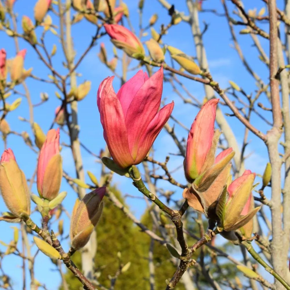 Frank P Matthews Magnolia ‘Daybreak’ Ornamental Tree - 12Ltr Pot