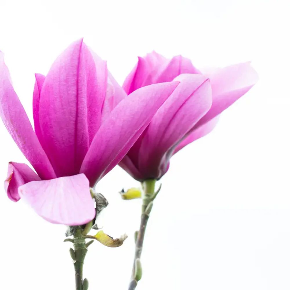 Frank P Matthews Magnolia ‘Livingstone’ Ornamental Tree - 12Ltr Pot