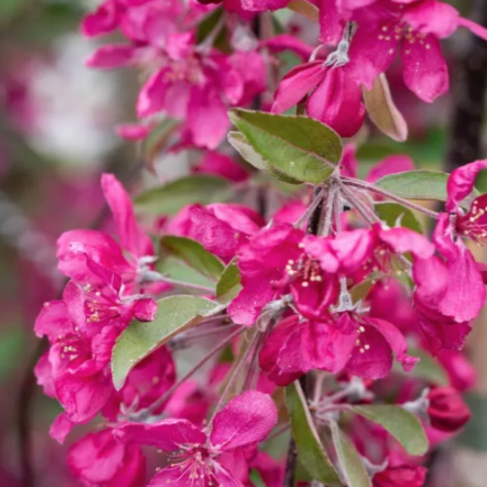 Frank P Matthews Malus 'Crimson Cascade' Crab Apple Tree - 12 Ltr Pot