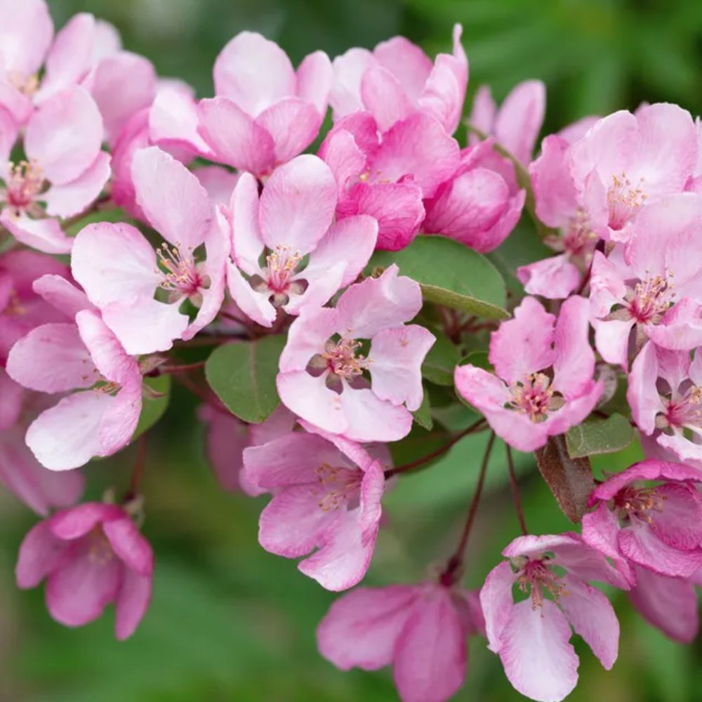 Frank P Matthews Malus 'Indian Magic' Crab Apple Tree - 12 Ltr Pot