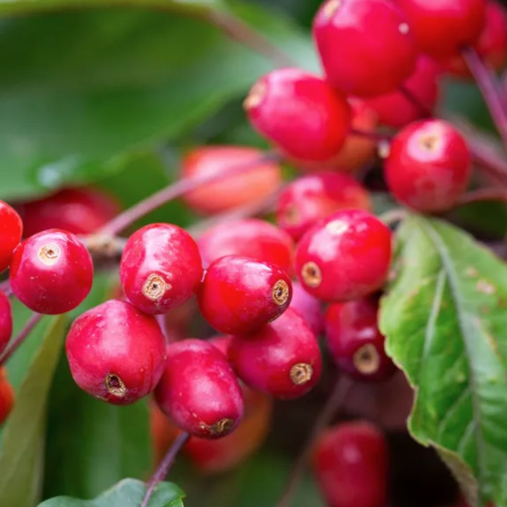 Frank P Matthews Malus 'Indian Magic' Crab Apple Tree - 12 Ltr Pot