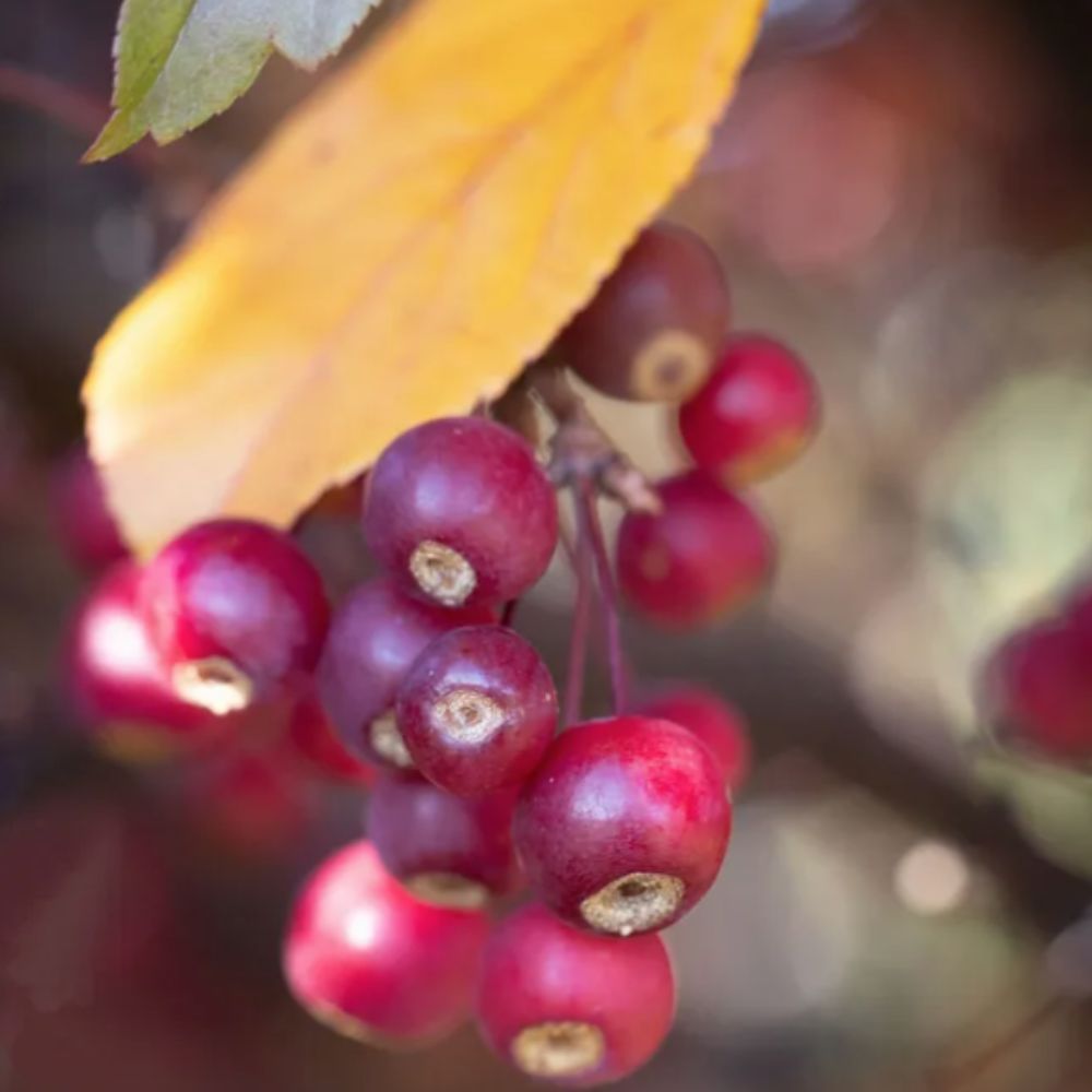 Frank P Matthews Malus 'Scarlett' Crab Apple - 12 Ltr Pot