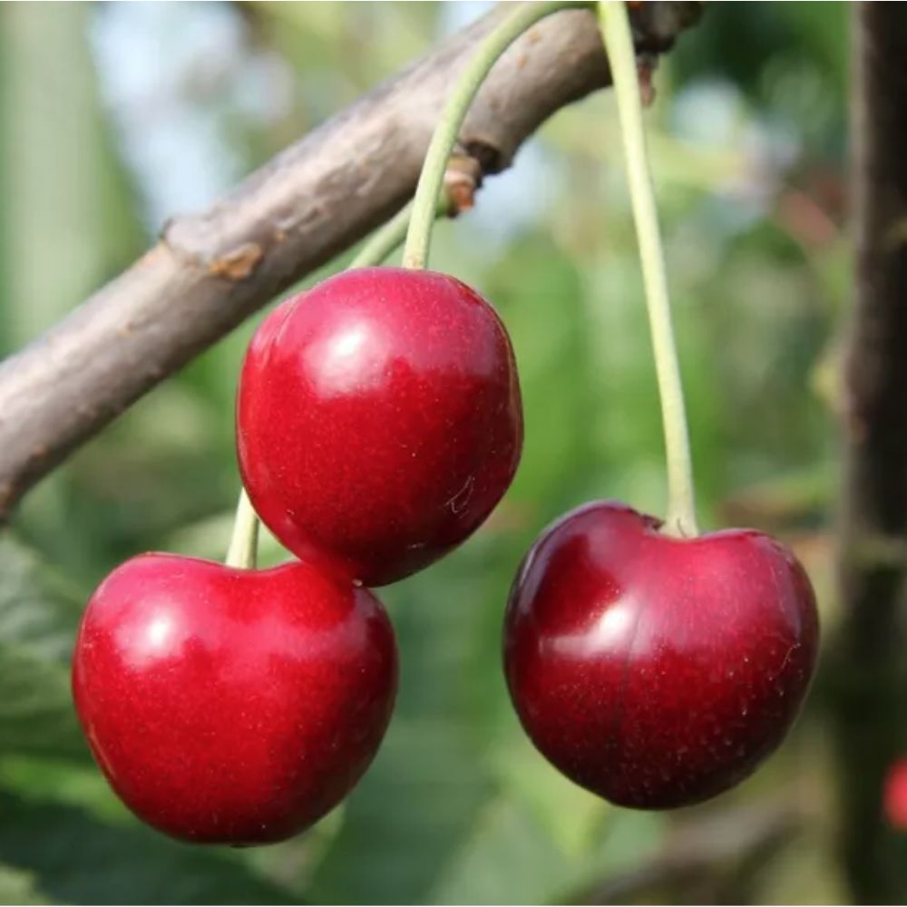 Frank P Matthews 'Summer Sun' Cherry Tree - 12 Ltr Pot