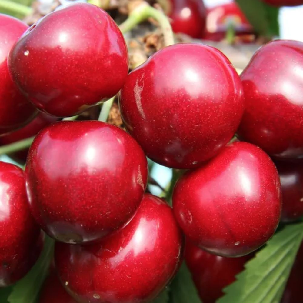 Frank P Matthews 'Sunburst Gisela' Cherry Tree - 11.5 Ltr Pot