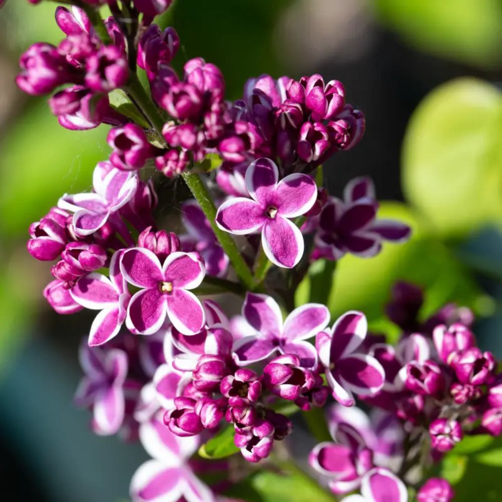 Frank P Matthews Syringa vulgaris ‘Sensation’ Lilac Tree - 12Ltr Pot