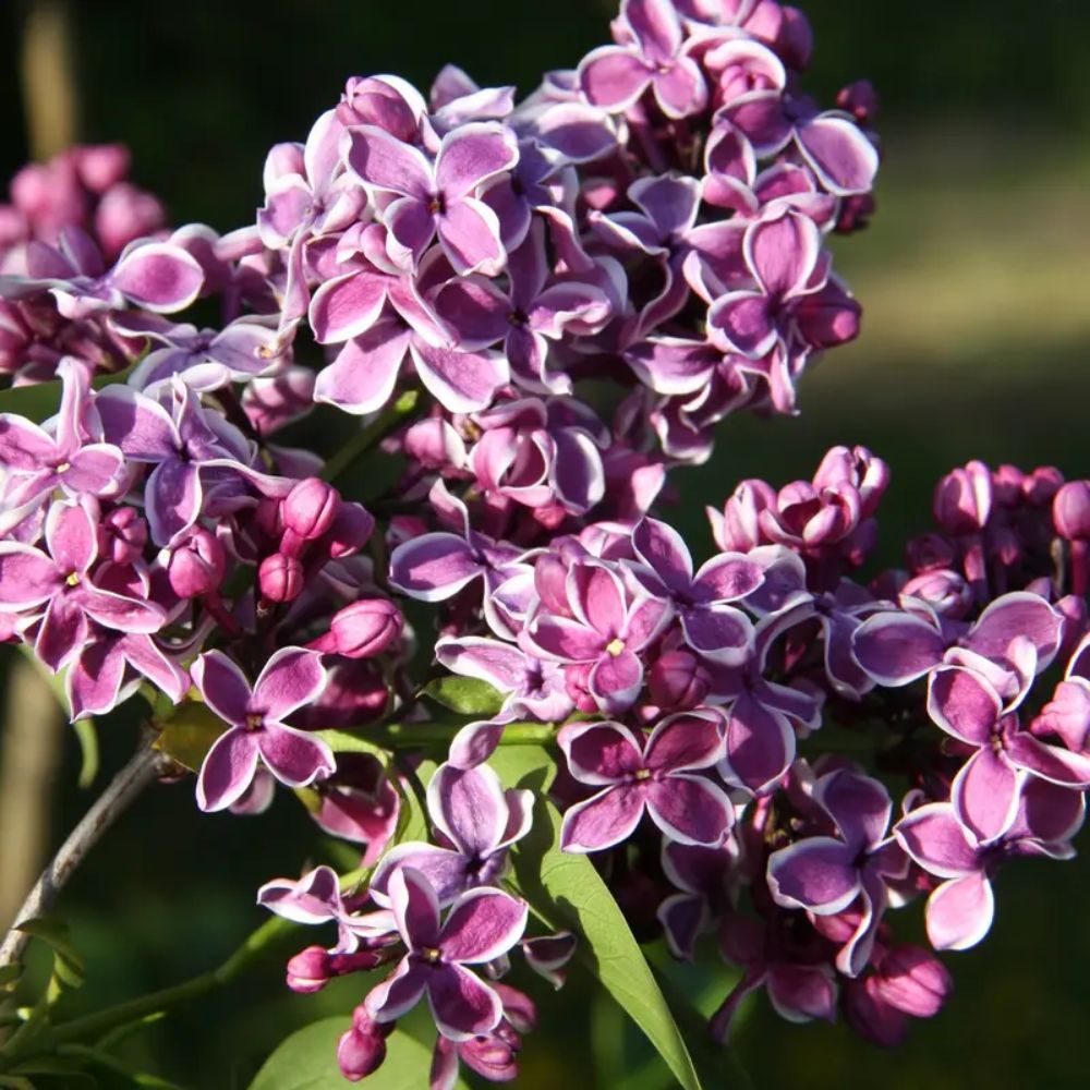 Frank P Matthews Syringa vulgaris ‘Sensation’ Lilac Tree - 12Ltr Pot