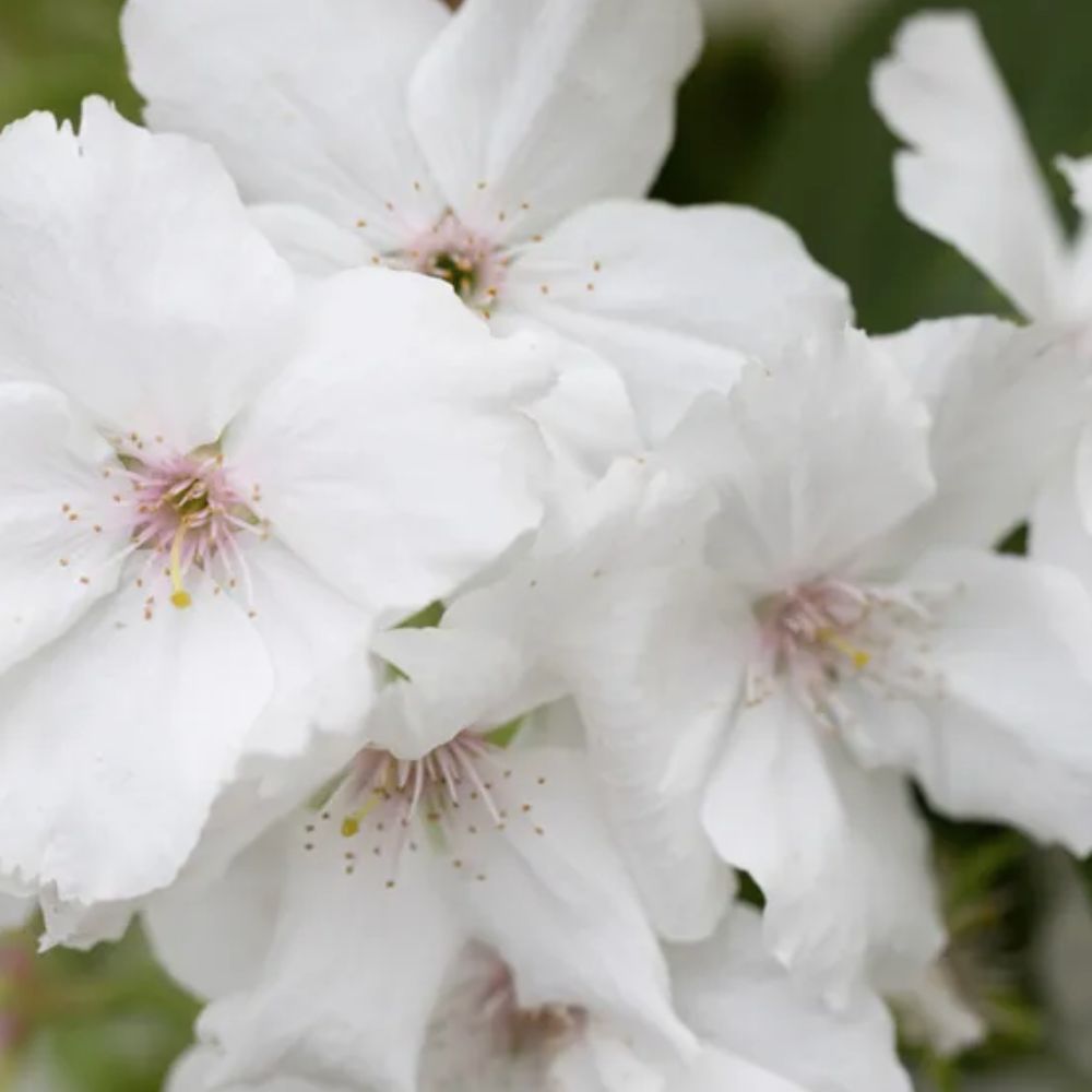 Frank P Matthews 'Tai-Haku' Prunus Tree - 12 Ltr Pot