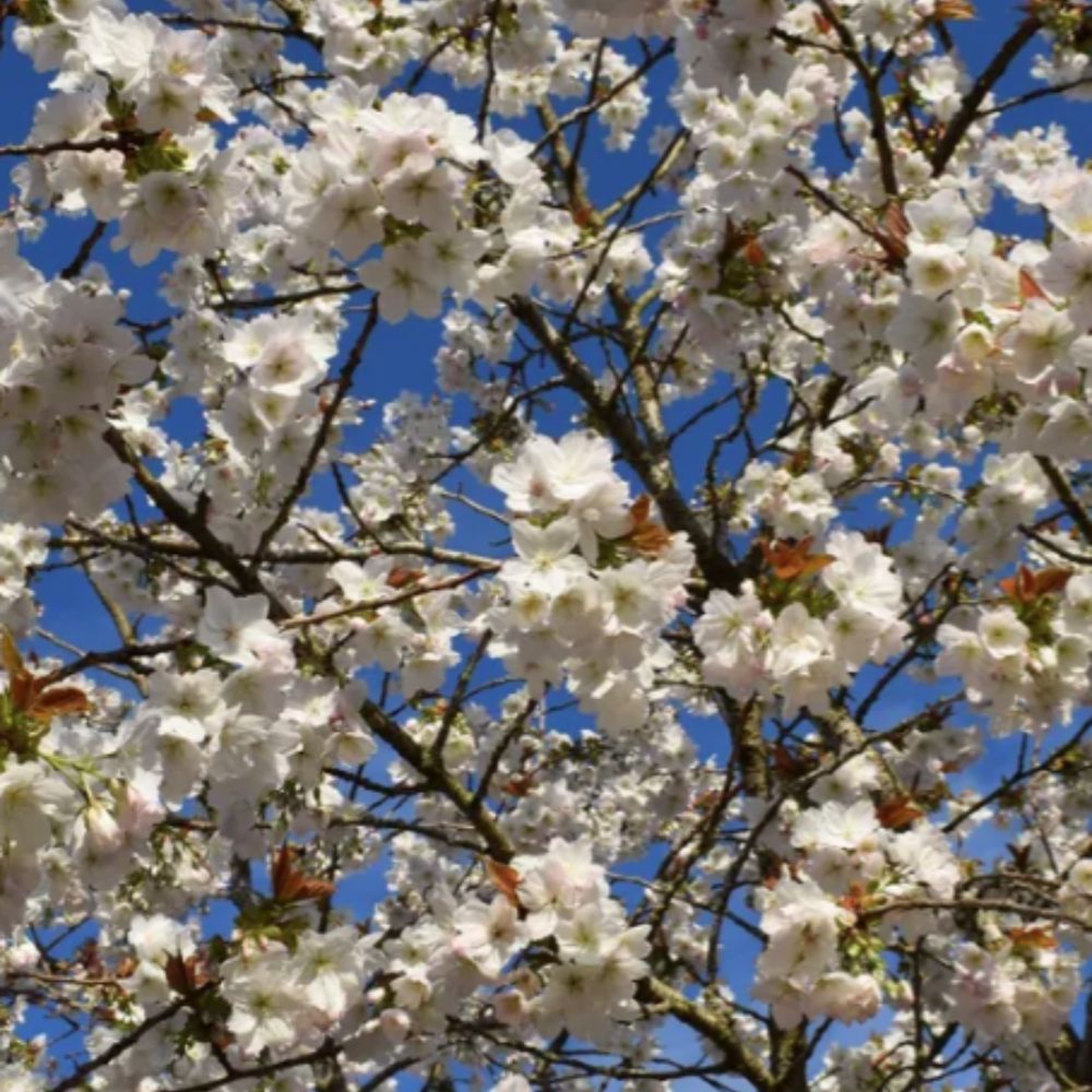 Frank P Matthews 'Tai-Haku' Prunus Tree - 12 Ltr Pot