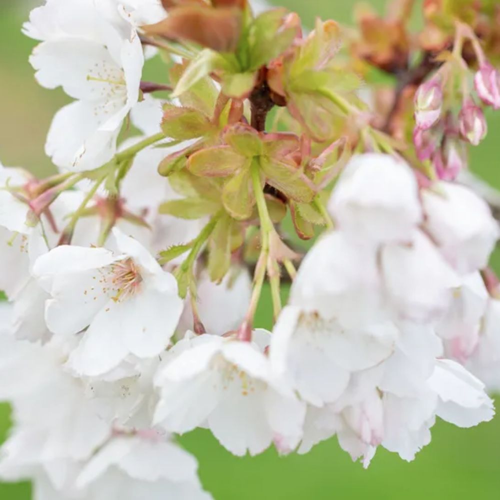 Frank P Matthews 'Tai-Haku' Prunus Tree - 12 Ltr Pot