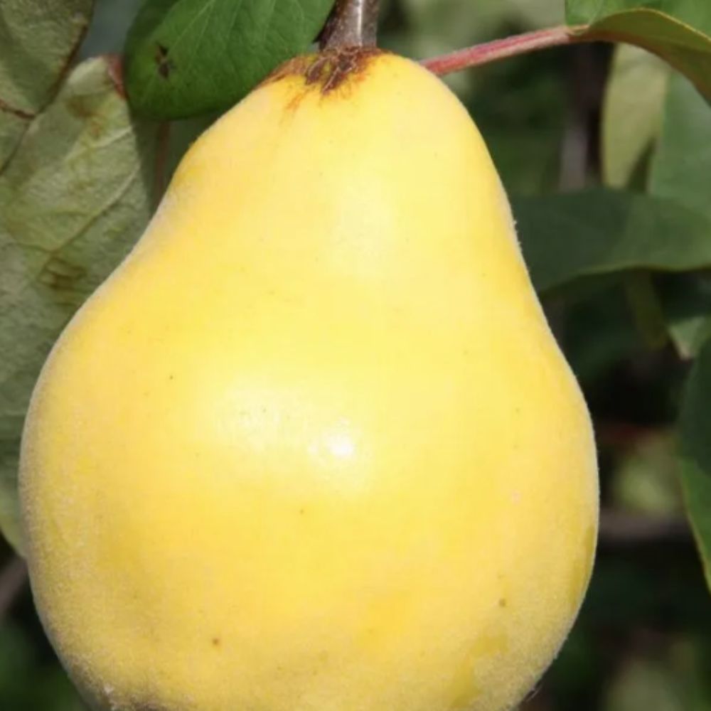 Frank P Matthews 12 Litre Vranja Quince Tree