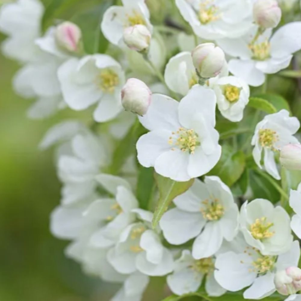 Frank P Matthews 'Wedding Bouquet' Malus Brevipes Crab Apple Tree - 12 Ltr Pot