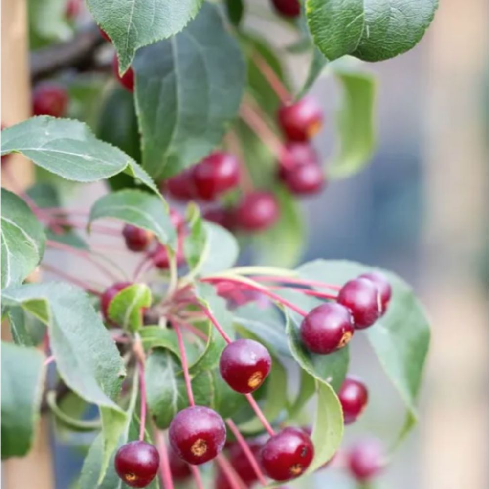 Frank P Matthews 'Wedding Bouquet' Malus Brevipes Crab Apple Tree - 12 Ltr Pot