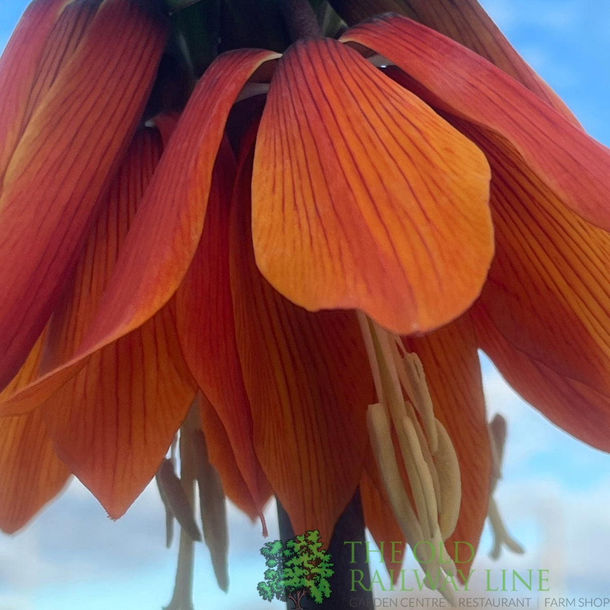 Fritillaria imperialis 'Orange Beauty' Plant 2Ltr Pot - Old Railway Line Garden Centre