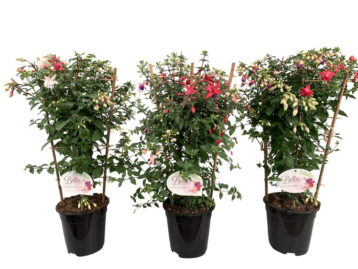 Fuchsia 'Salou' 3Ltr Pot on Frame - Old Railway Line Garden Centre