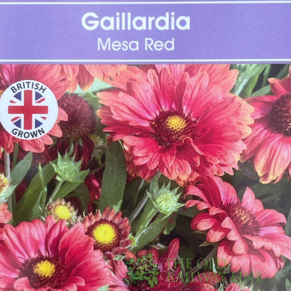 Gaillardia x grandiflora 'Mesa Red' Plant 1Ltr Pot - Old Railway Line Garden Centre