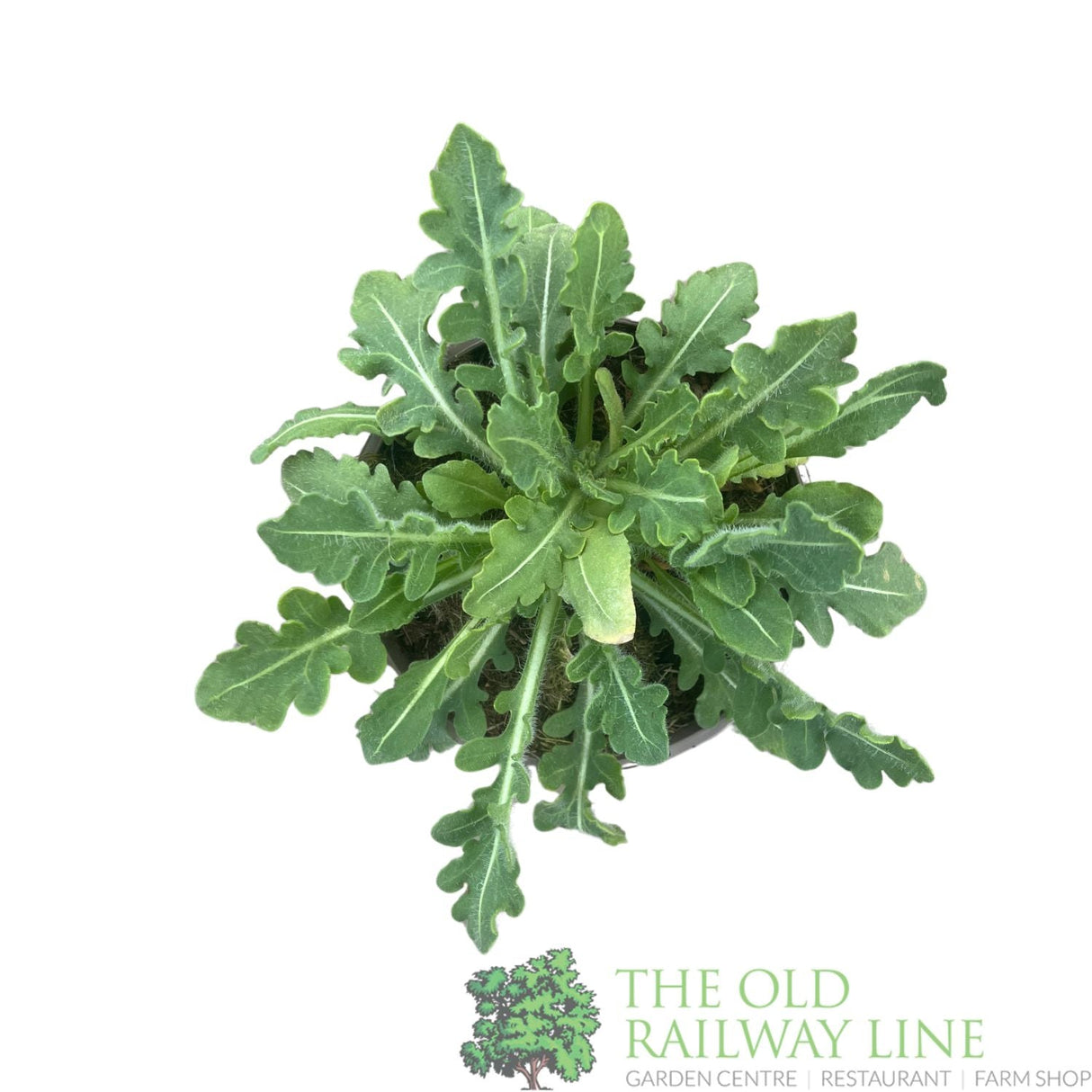 Gaillardia x grandiflora 'Mesa Yellow' Plant 1Ltr Pot - Old Railway Line Garden Centre