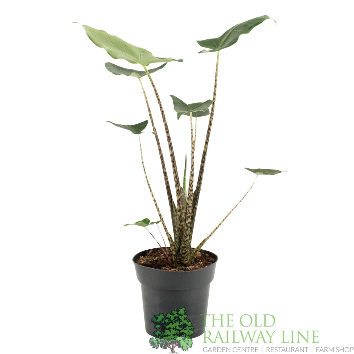 Garden Centre Fresh Alocasia zebrina Siberian Tiger 17cm Pot - Old Railway Line Garden Centre