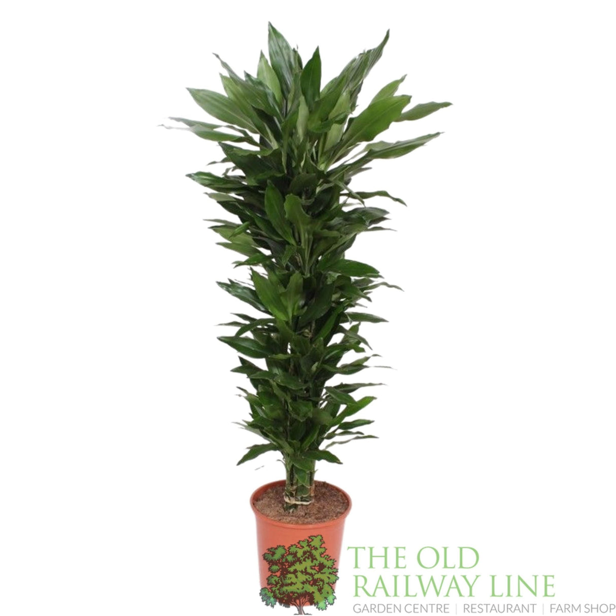 Garden Centre Fresh Dracaena fragrans 'Janet Lind' 140cm Height and 30cm Pot - Old Railway Line Garden Centre