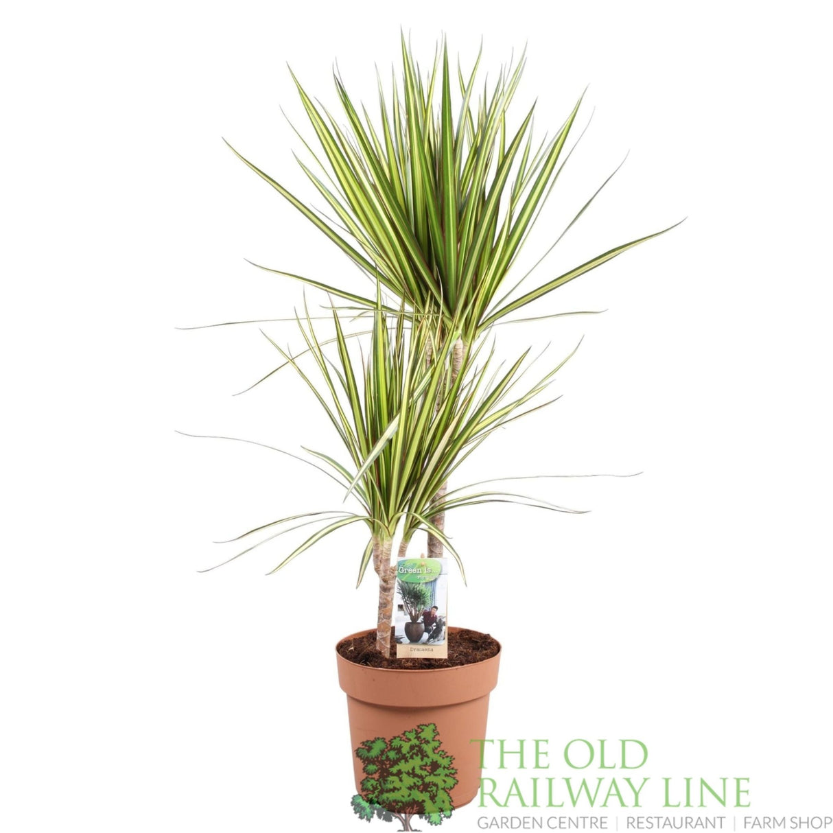 Garden Centre Fresh Dracaena marginata 'Sunray' 21cm Pot - Old Railway Line Garden Centre