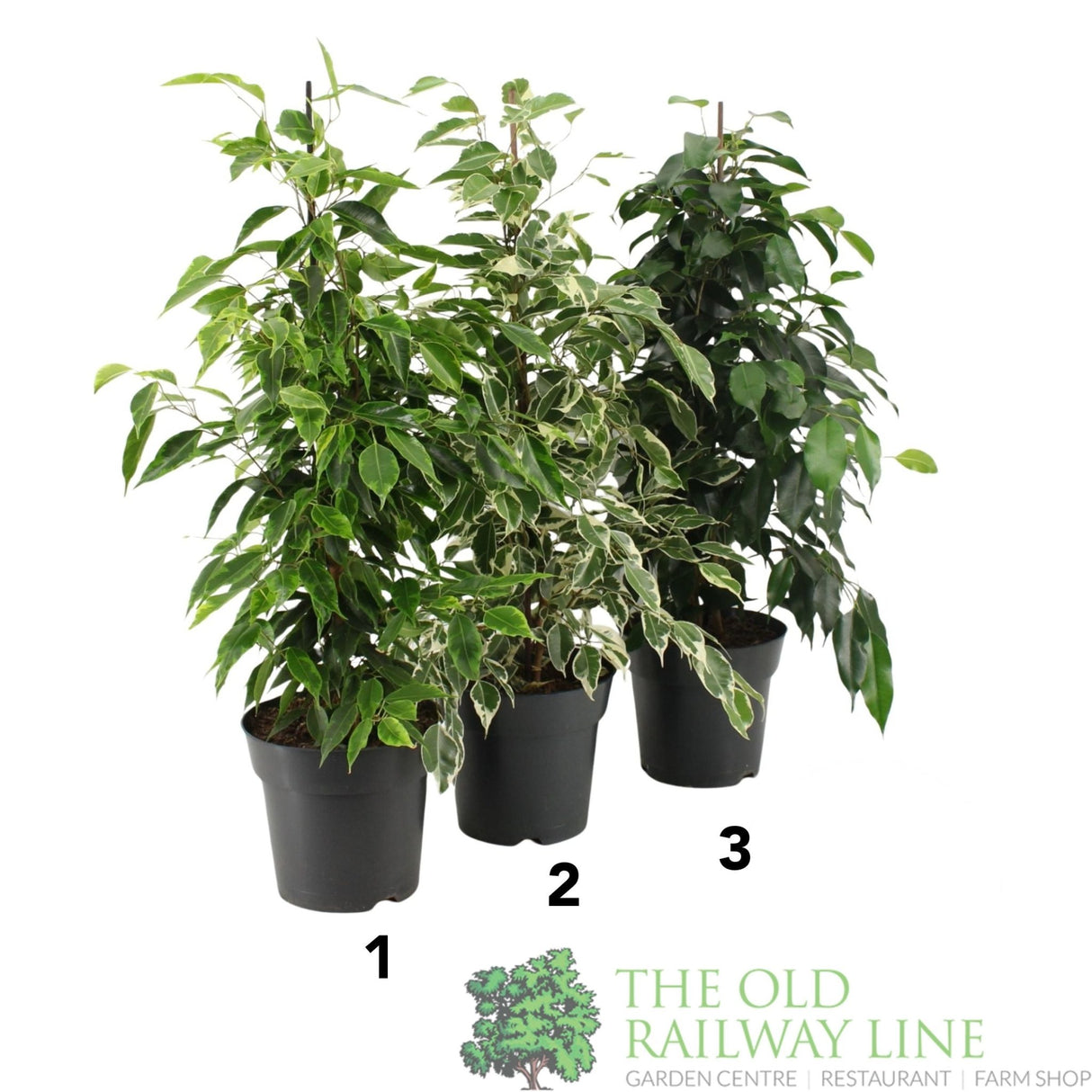 Garden Centre Fresh Ficus Benjamina Mix 17cm Pot - Old Railway Line Garden Centre
