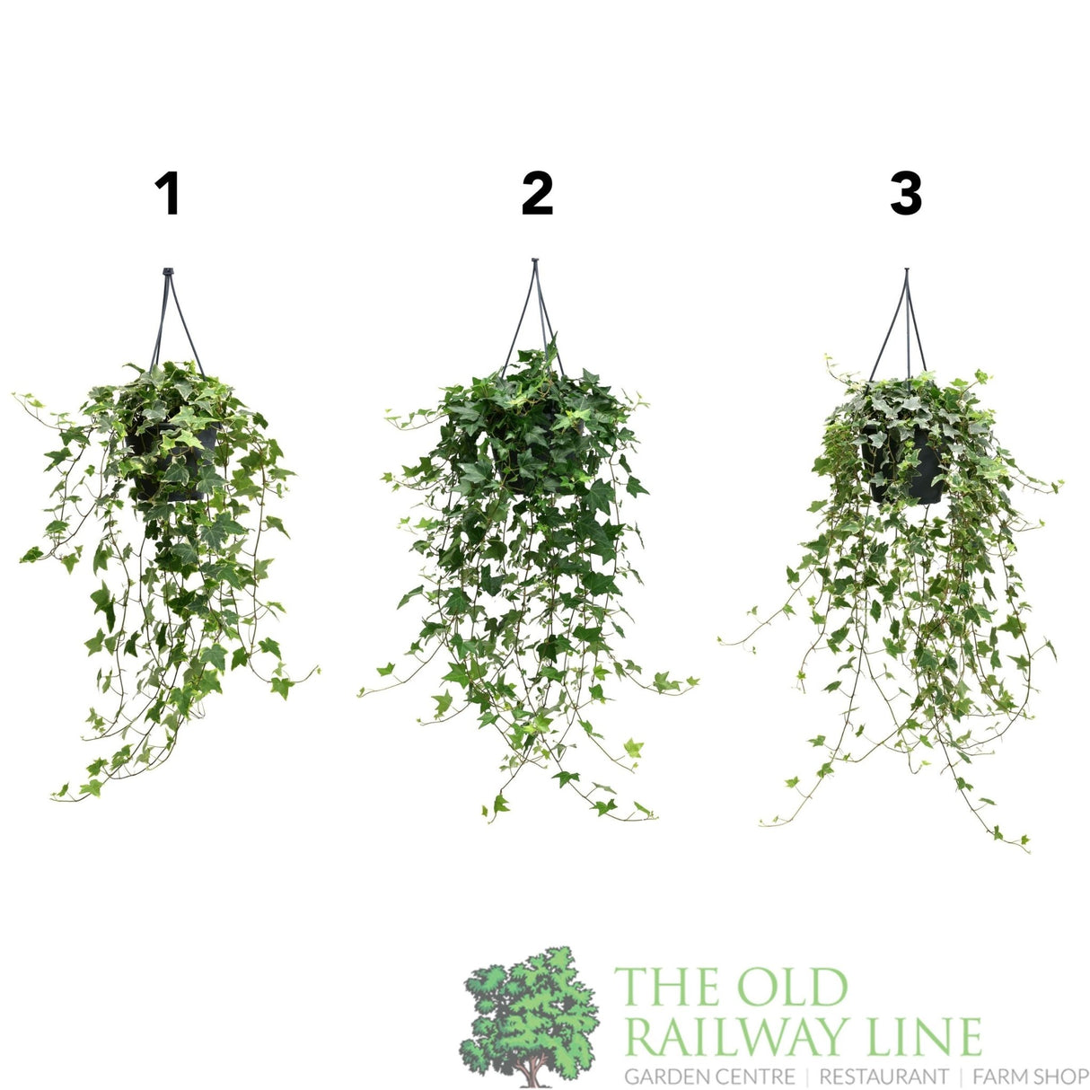 Garden Centre Fresh Hedera Helix Mixed Hanging 19cm Pot (Choice of 3) - Old Railway Line Garden Centre