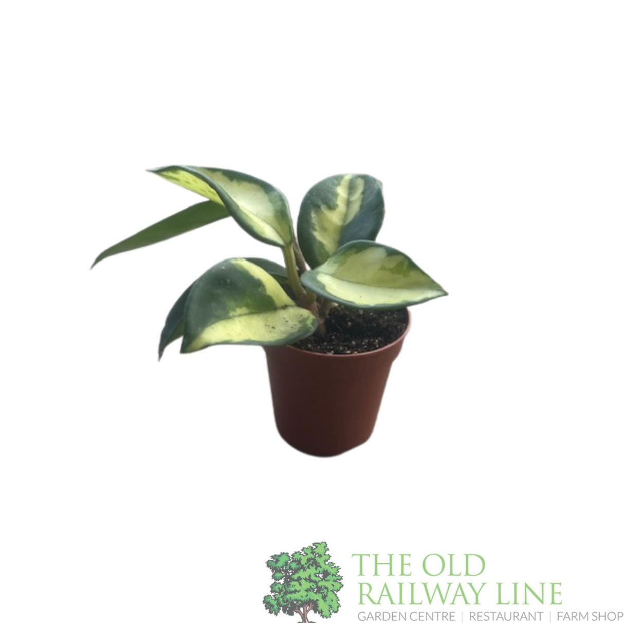 Garden Centre Fresh Hoya carnosa 'Tricolor' 5.5cm Pot - Old Railway Line Garden Centre