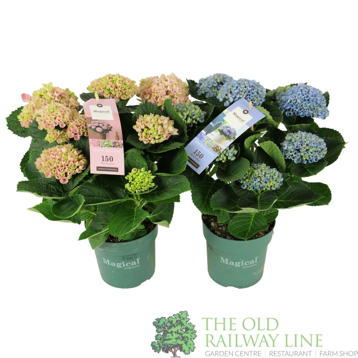 Garden Centre Fresh Hydrangea mac. 'Magical Revolution' 14cm Pot (Choice of 2) - Old Railway Line Garden Centre