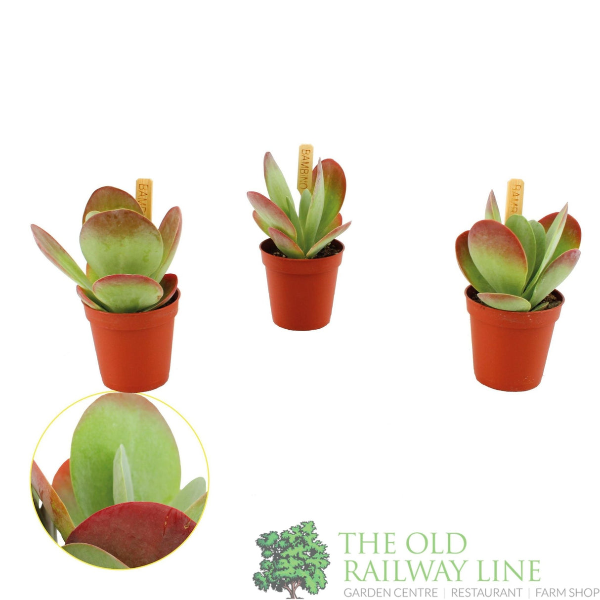 Garden Centre Fresh Kalanchoe thyrsiflora 5.5cm Pot - Old Railway Line Garden Centre