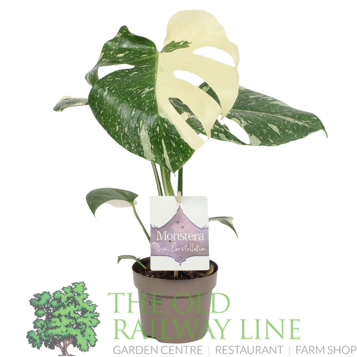 Garden Centre Fresh Monstera 'Thai Constellation' 12cm Pot - Old Railway Line Garden Centre