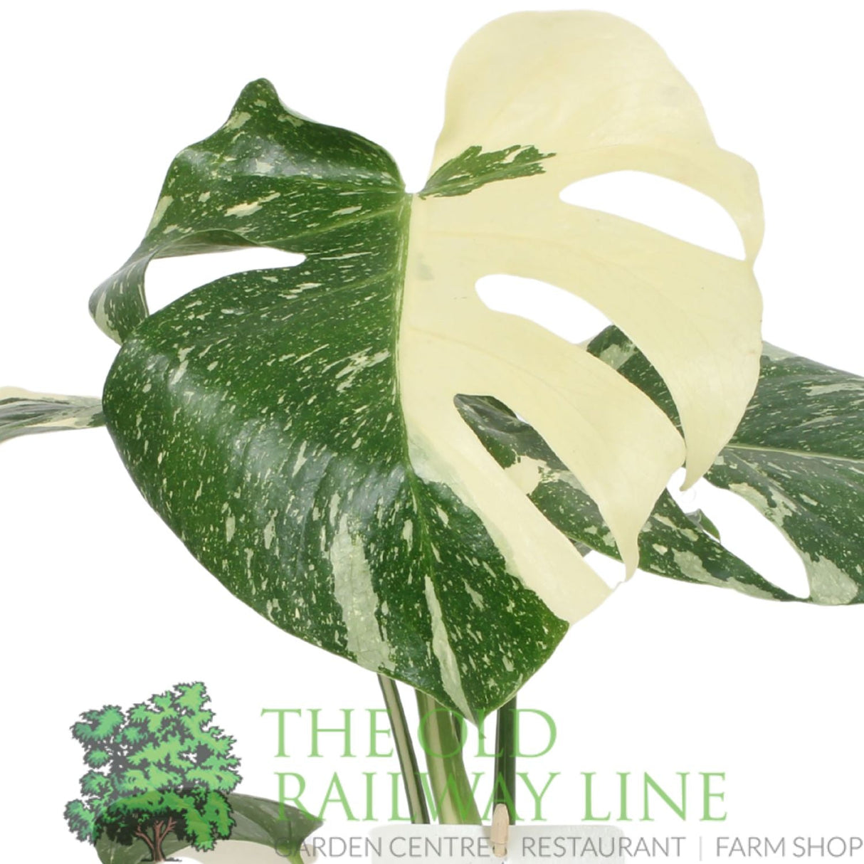 Garden Centre Fresh Monstera 'Thai Constellation' 12cm Pot - Old Railway Line Garden Centre