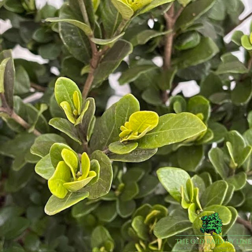 Gardenia 'Kleim's Hardy' Cape Jasmine - 10Ltr Pot