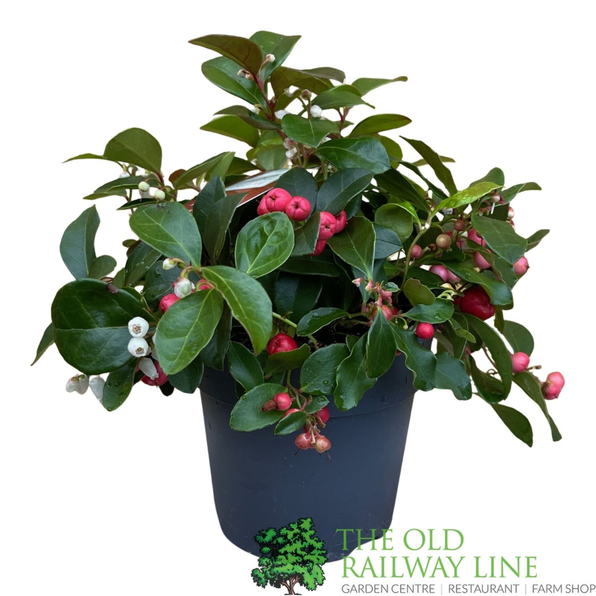 Gaultheria Procumbens Big Berry plant - 12cm Pot