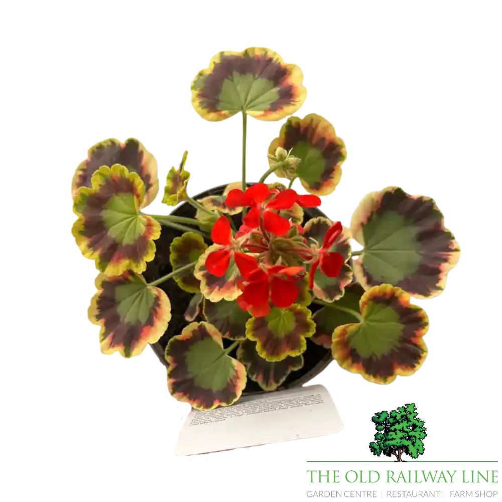 Geranium Variegated 'Contrast' 1Ltr Pot