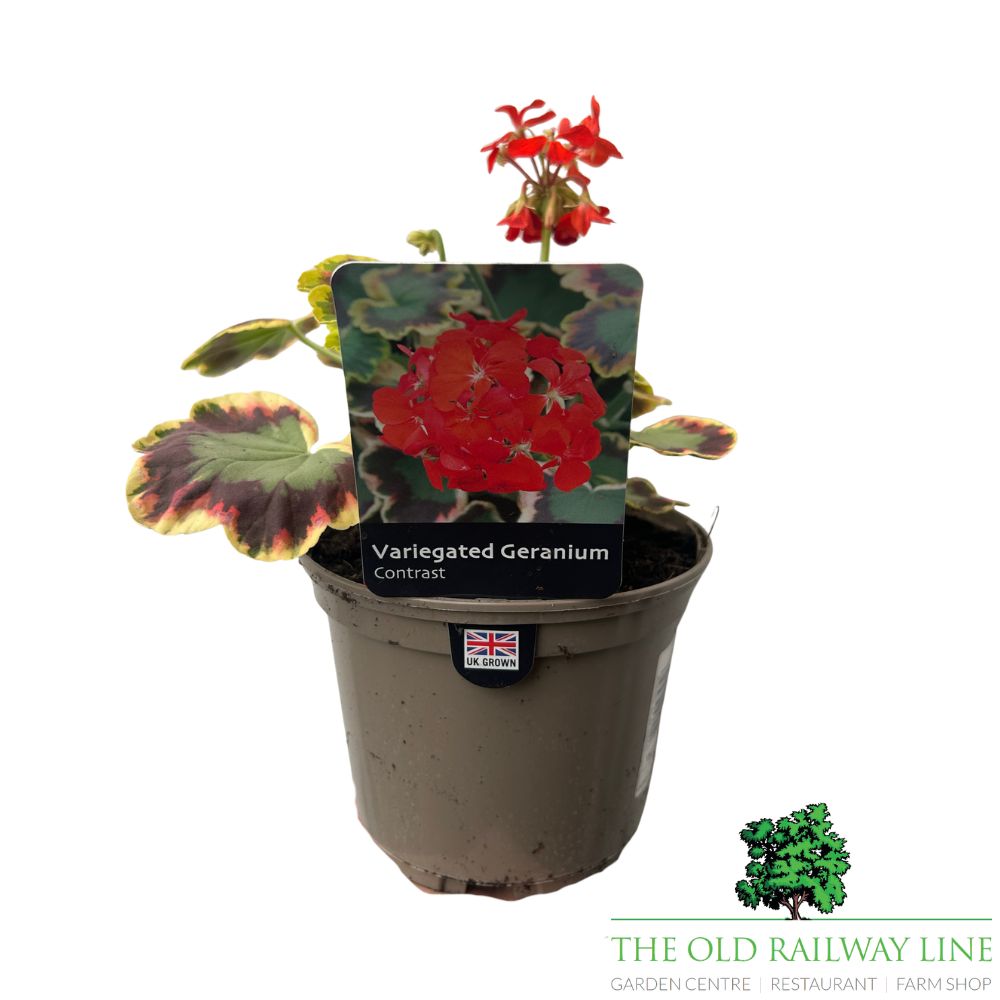 Geranium Variegated 'Contrast' 1Ltr Pot