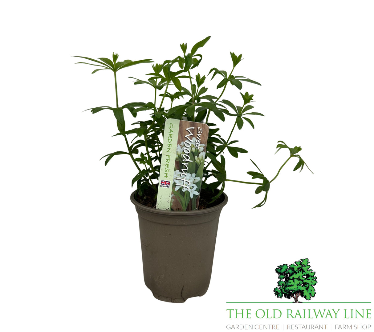 Woodruff Herb 9cm Pot