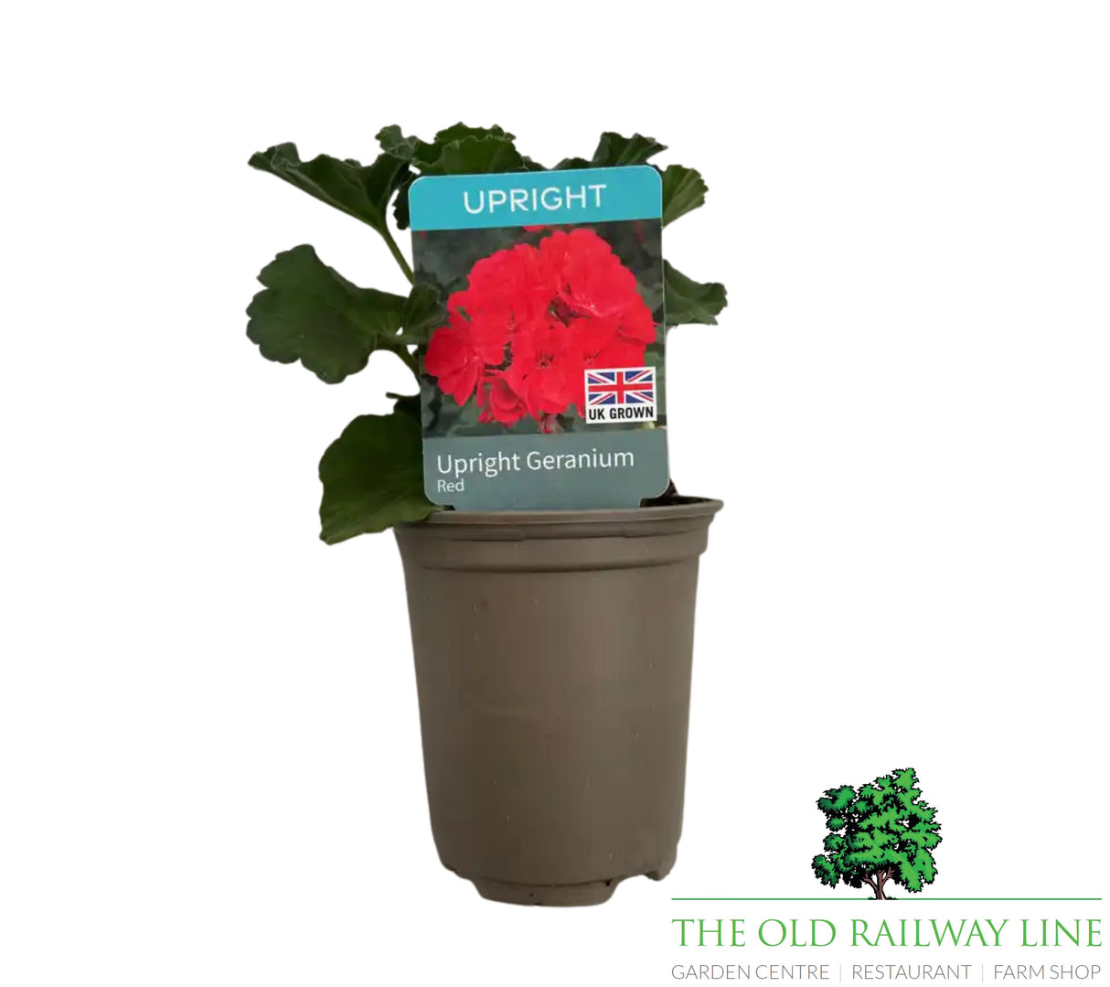 Geranium 'Upright Red' 9cm Pot