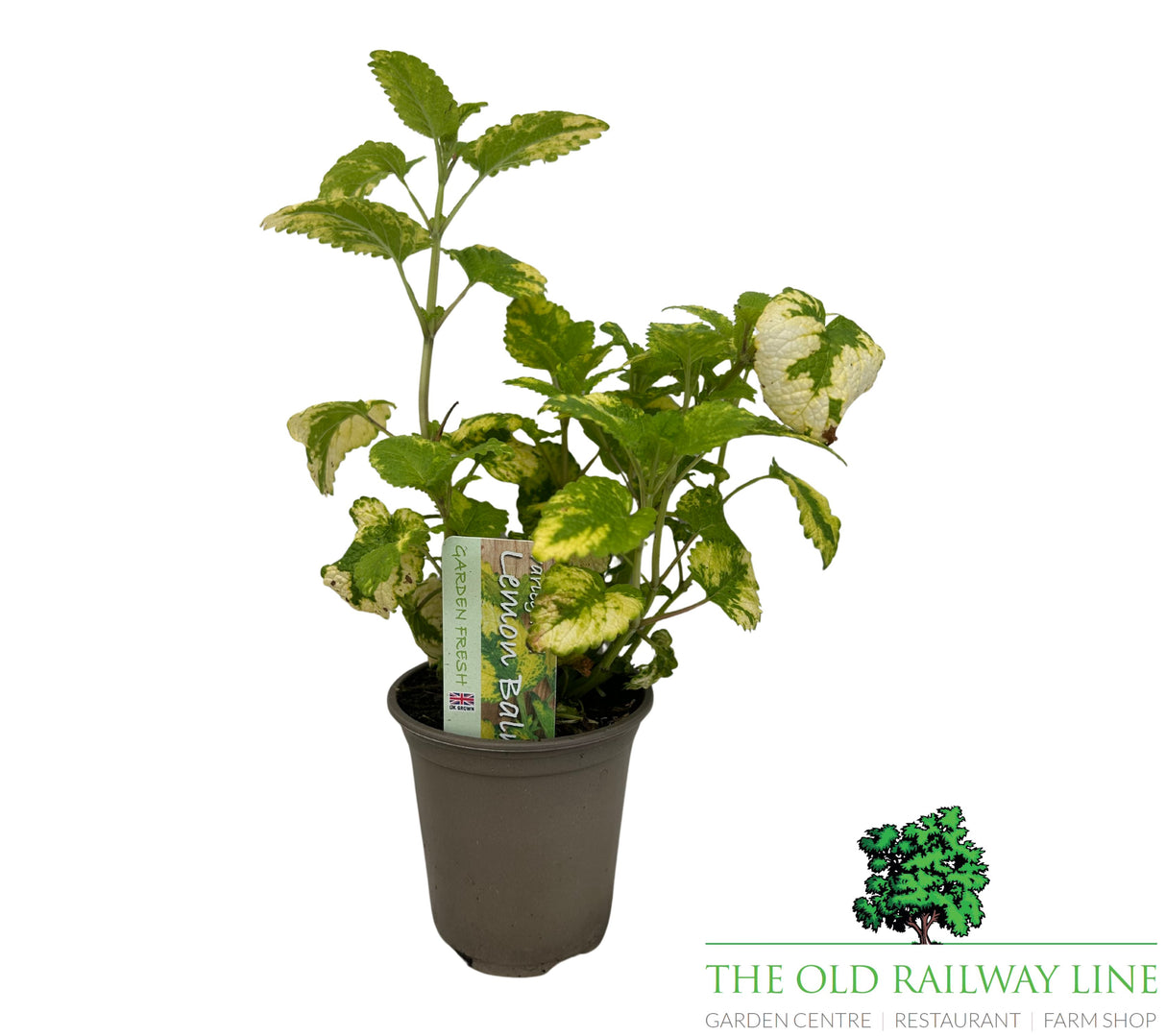 Lemon Balm Variegated 9cm pot