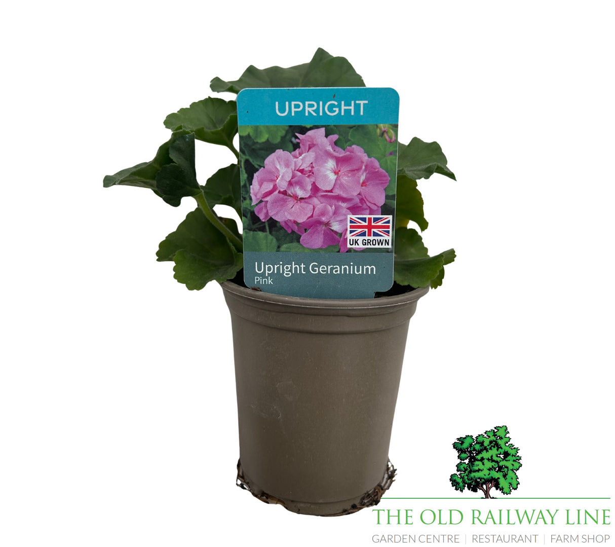 Geranium 'Upright Pink' 9cm Pot