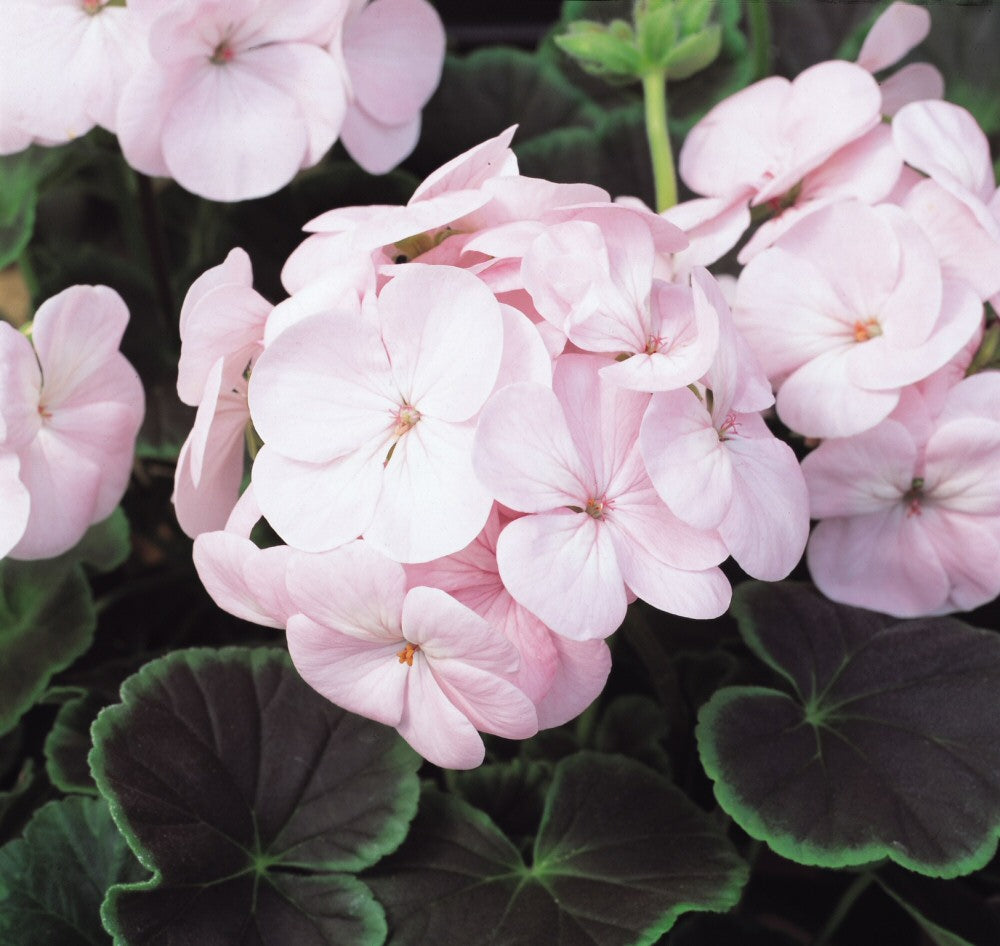 Geranium Bulls Eye Light Pink Bedding Plug Plant