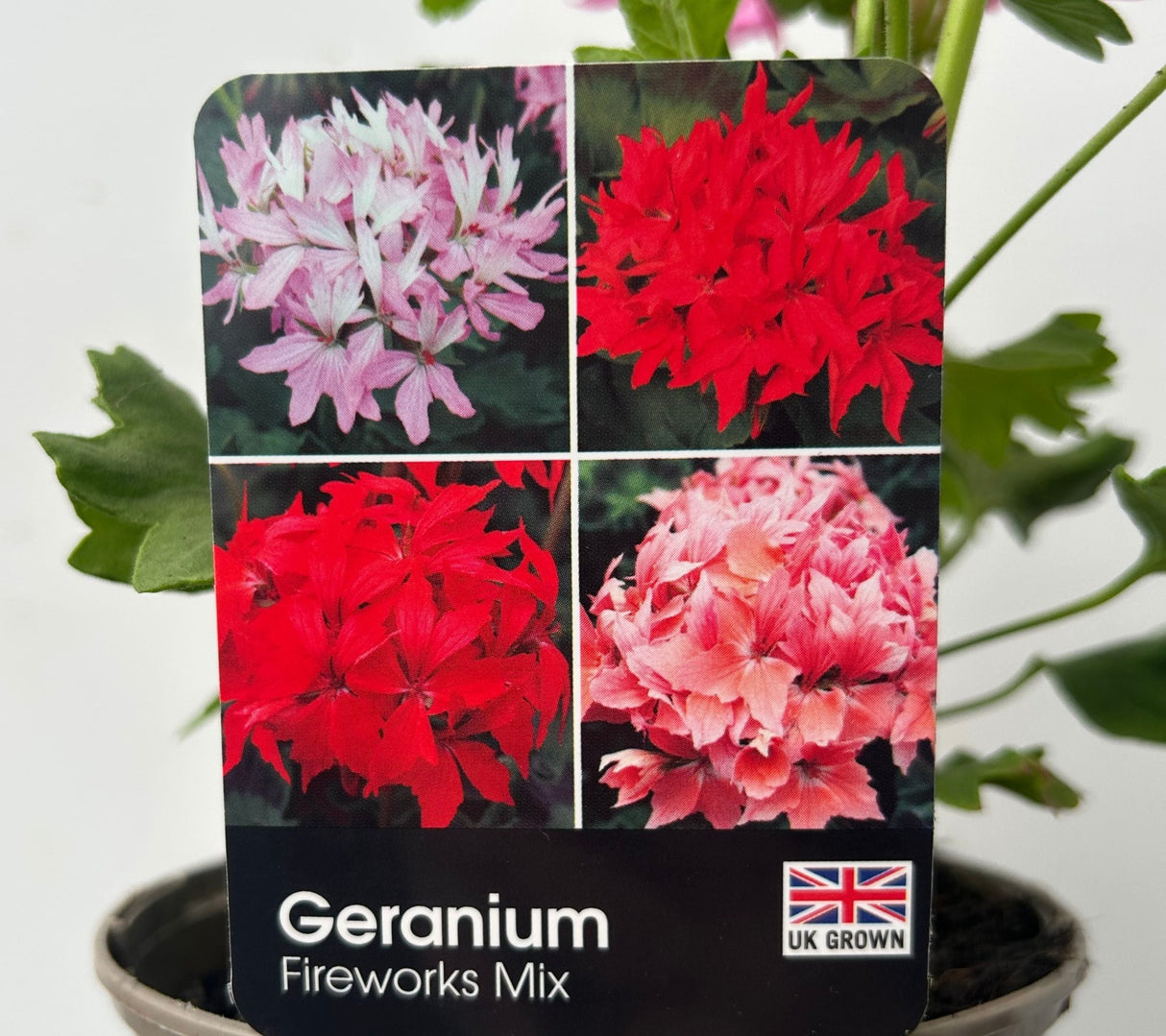 Geranium 'Fireworks' Red Plant - 1Ltr Pot - Old Railway Line Garden Centre