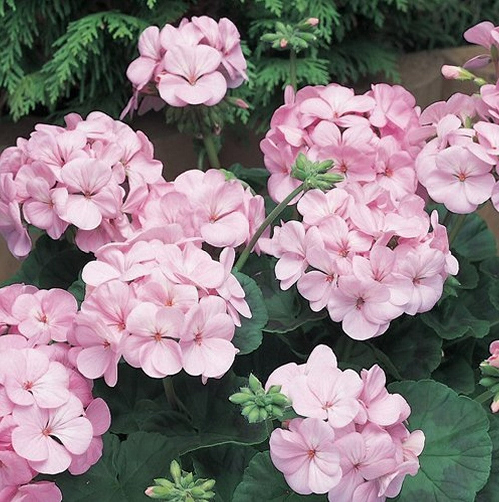 Geranium New Century Appleblossom Bedding Plug Plant