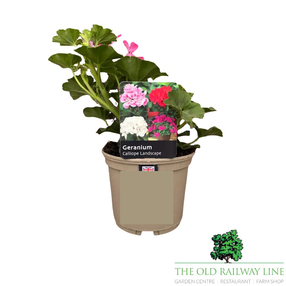 Geranium Calliope 'Landscape Pink' Plant - 1Ltr Pot