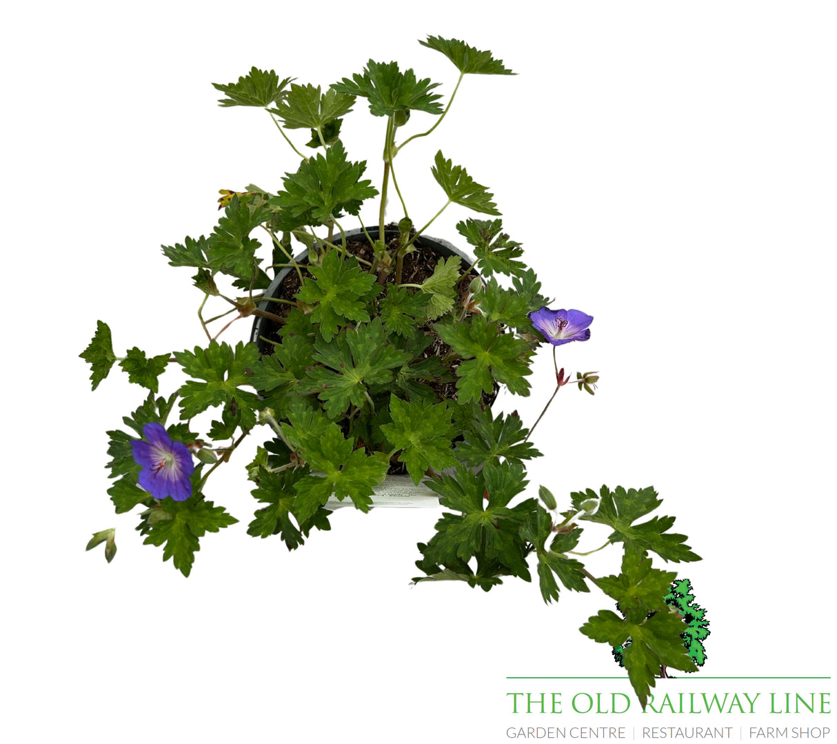 Geranium 'Rozanne' Plant - 3Ltr Pot